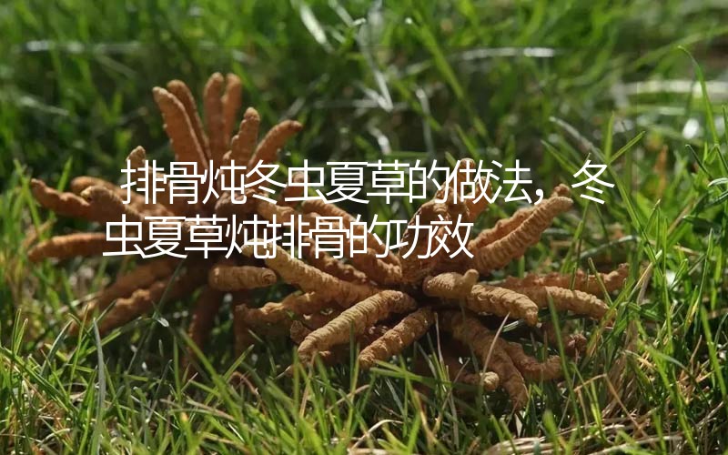 排骨燉冬蟲夏草的做法，冬蟲夏草燉排骨的作用