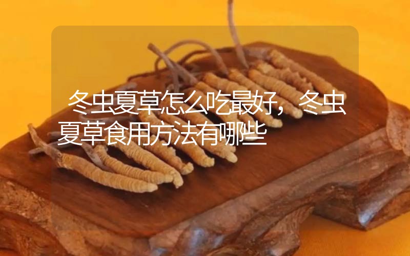 冬蟲夏草怎么吃最好，冬蟲夏草食用方法有哪些