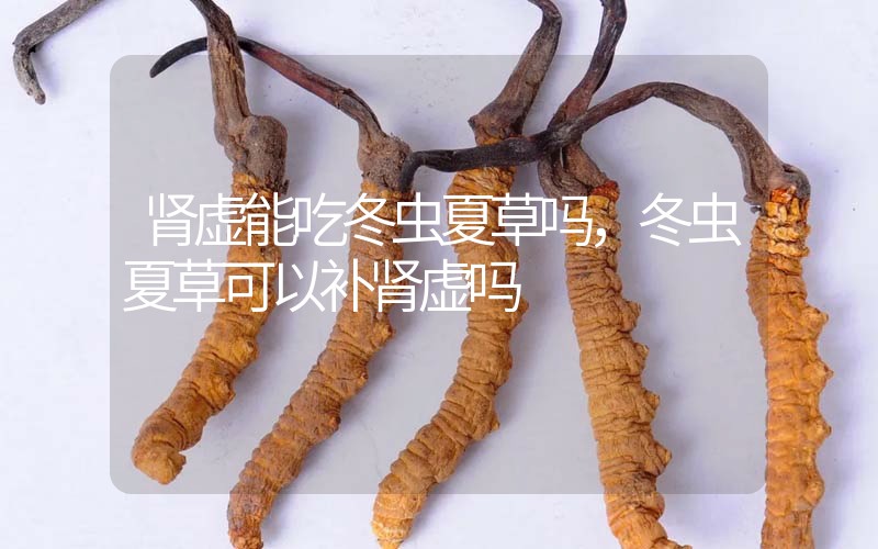 腎虛能吃冬蟲夏草嗎，冬蟲夏草可以補腎虛嗎？
