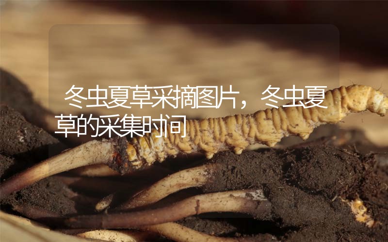 冬蟲夏草采摘圖片，冬蟲夏草的采集時間