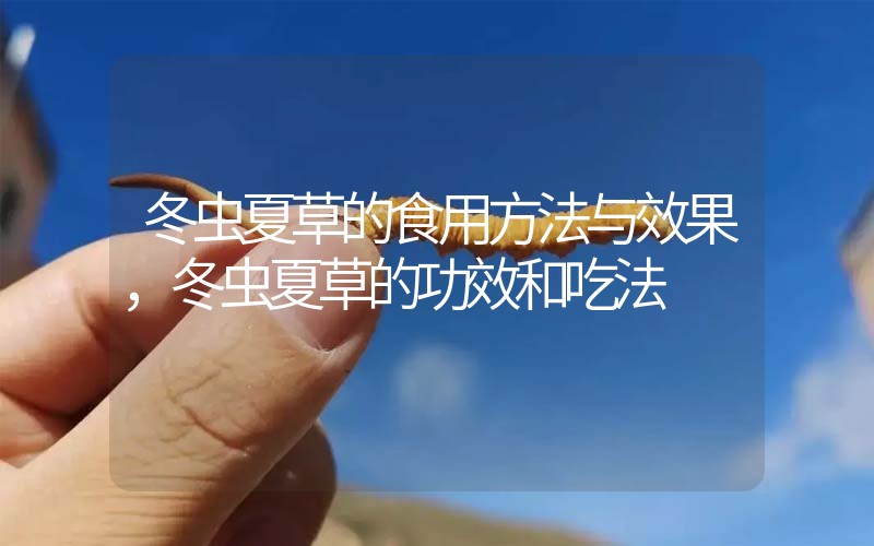 冬蟲夏草的食用方法與效果，冬蟲夏草的食用方法！