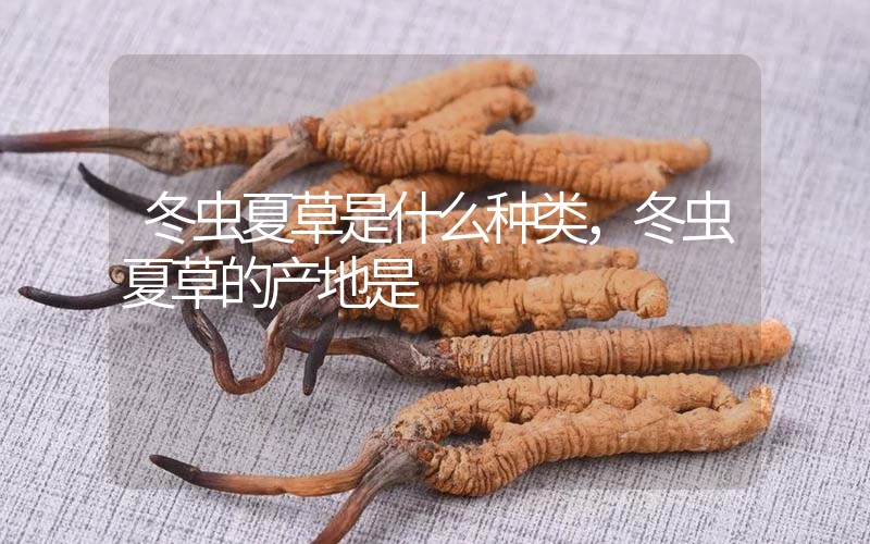 冬蟲夏草是什么種類，冬蟲夏草的產(chǎn)地是