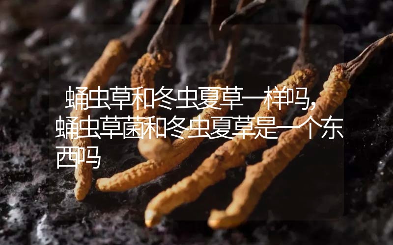 蛹蟲草和冬蟲夏草一樣嗎?，蛹蟲草菌和冬蟲夏草是一個(gè)東西嗎