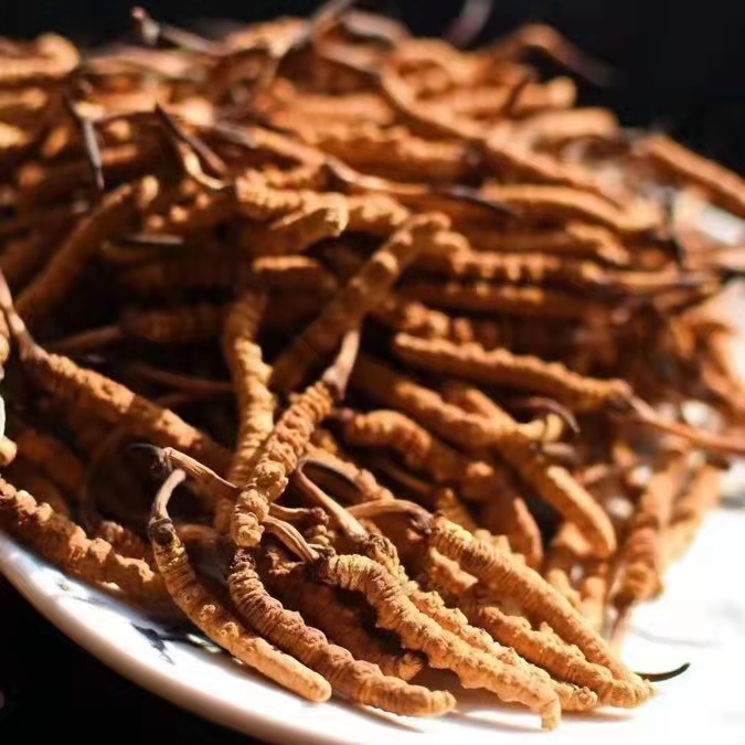 冬蟲夏草為什么這么貴呢？有便宜的能買嗎