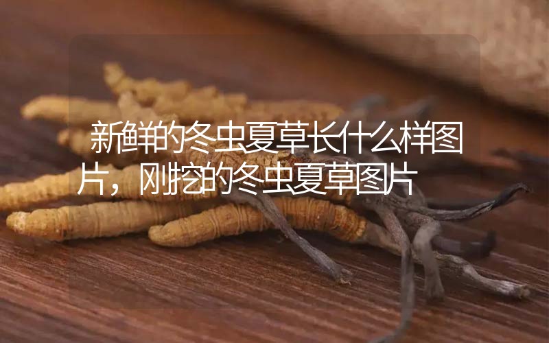新鮮的冬蟲(chóng)夏草長(zhǎng)什么樣圖片，剛挖的冬蟲(chóng)夏草圖片