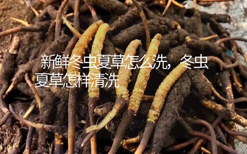 新鮮冬蟲(chóng)夏草怎么洗，冬蟲(chóng)夏草怎樣清洗