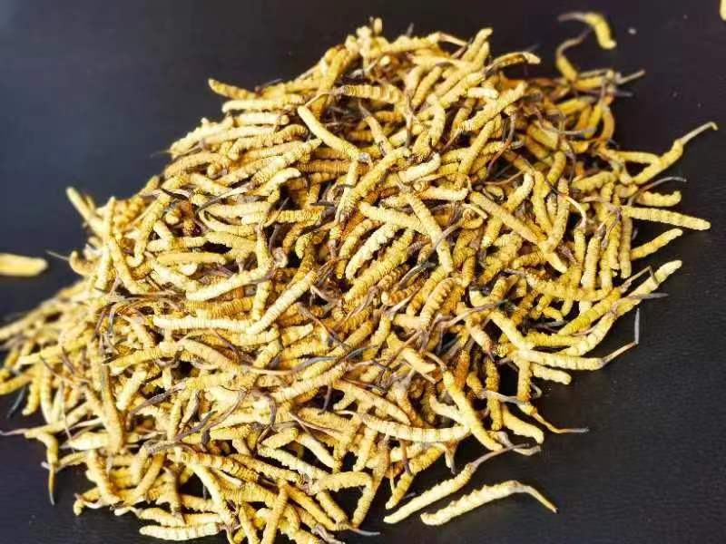 冬蟲夏草哪幾種食用方法比較好呢？推薦幾種參考