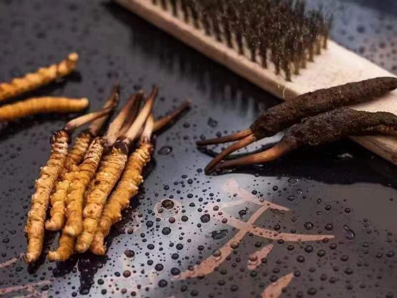 野生的冬蟲(chóng)夏草該怎么挑選比較好呢