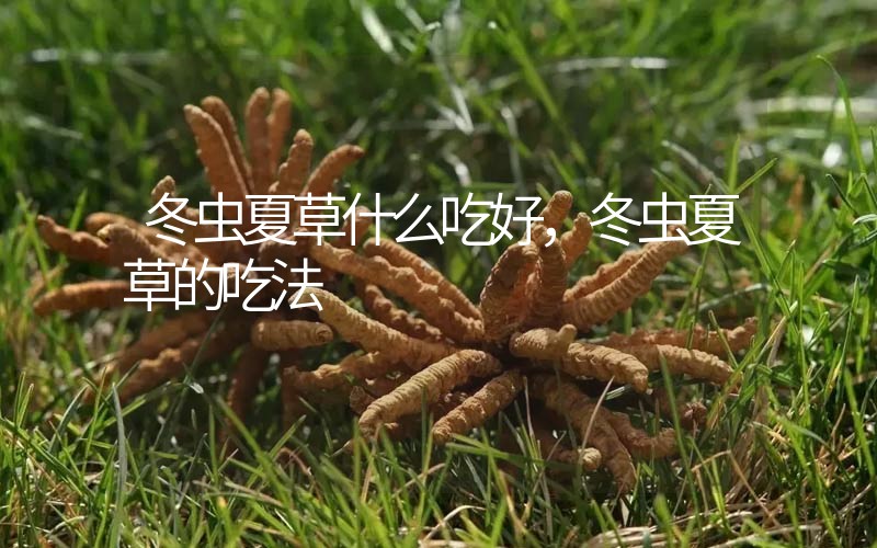 冬蟲夏草什么吃好，冬蟲夏草的吃法