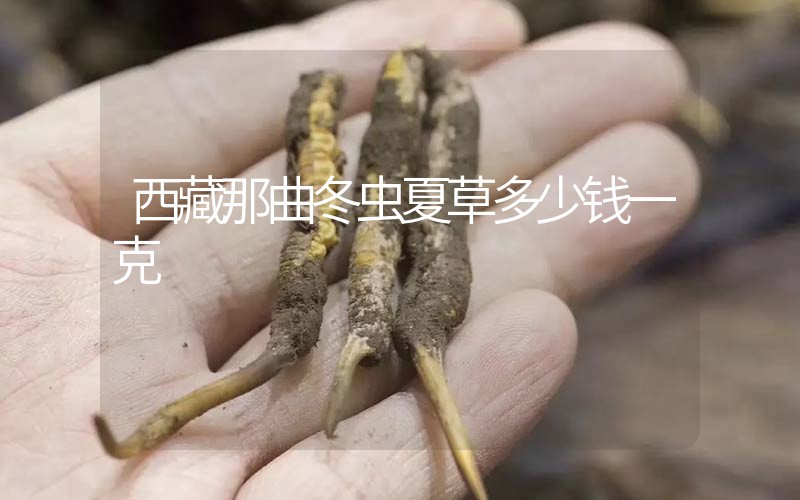 西藏那曲冬蟲夏草多少錢一克？