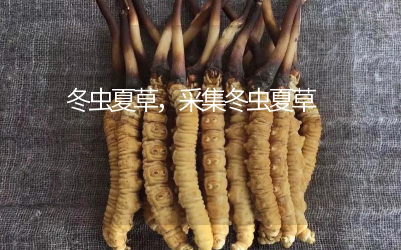 冬蟲夏草采挖時(shí)間，什么時(shí)候采集冬蟲夏草
