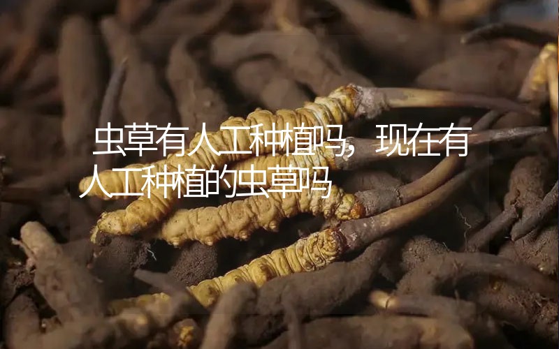 蟲草有人工種植嗎，現(xiàn)在有人工種植的蟲草嗎