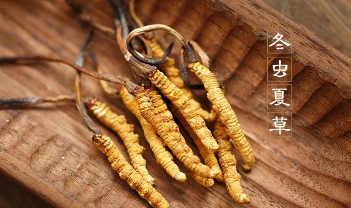 冬蟲夏草有什么藥用價值？冬蟲夏草作用與效果