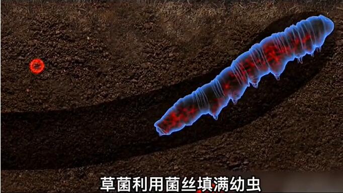 神奇的冬蟲夏草為什么能從蟲子變成草？它到底是怎么形成的呢？