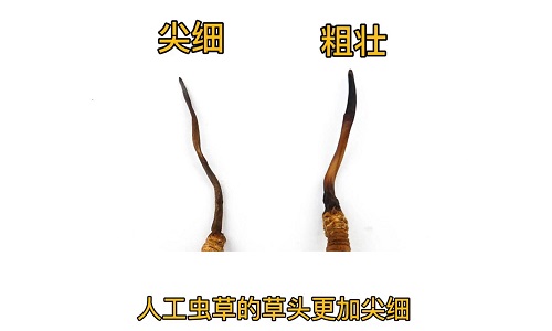 人工蟲草和野生蟲草如何分辨？人工冬蟲夏草怎么鑒別