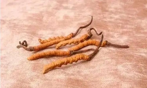 哪個產(chǎn)地的冬蟲夏草營養(yǎng)價值高,哪里的蟲草更好？
