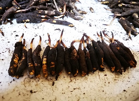 冬蟲夏草的作用是什么，有哪些比較好的吃法呢