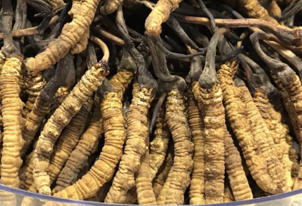 吃冬蟲夏草會出現(xiàn)過敏情況嗎？冬蟲夏草適合什么人吃？