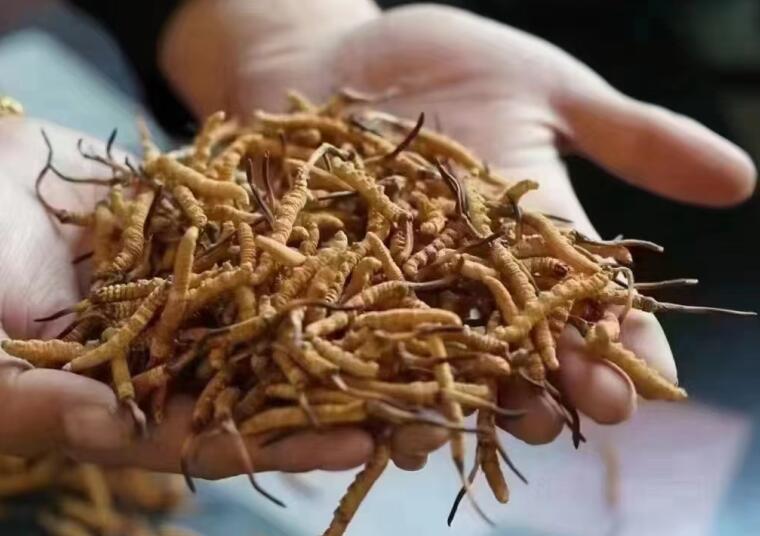 冬蟲夏草中有沒有激素？冬蟲夏草中有沒有有害物質(zhì)？