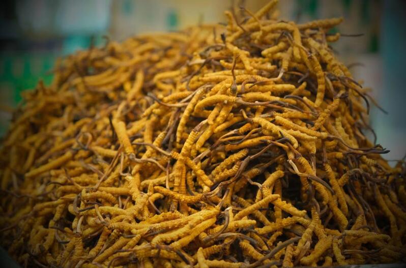 冬蟲夏草的產(chǎn)量為何一年不如一年呢？