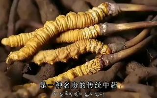 如何選上性?xún)r(jià)比高適合自己的冬蟲(chóng)夏草