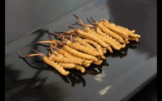 冬蟲(chóng)夏草是怎么挖出來(lái)的？