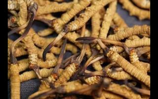 全網(wǎng)較全的冬蟲夏草常識：起源、分類、特點……
