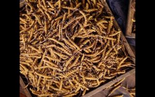 了解一下：冬蟲夏草的產(chǎn)地和采摘方式！