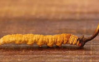冬蟲夏草斷草和完整的有什么區(qū)別？