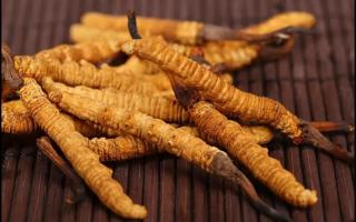 新鮮的冬蟲夏草怎么保存不會變質(zhì)？