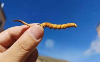 野生的冬蟲夏草和人工種植有何不同？