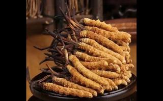 分享在三伏天中正確使用冬蟲(chóng)夏草粉的方法
