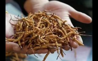 新鮮冬蟲夏草怎么保存，謹(jǐn)記五要素！