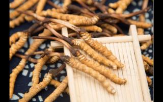 五個(gè)特征暴露冬蟲(chóng)夏草質(zhì)量?jī)?yōu)劣！