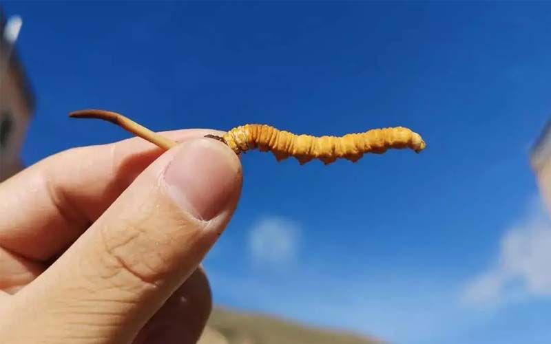 如何妥善保存新鮮的冬蟲夏草和干燥蟲草？