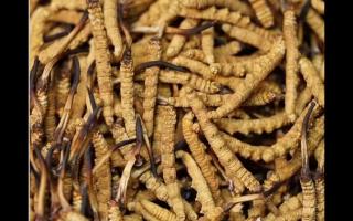 冬蟲夏草的用量和用法你吃對(duì)了嗎？