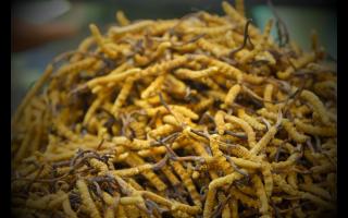 冬蟲(chóng)夏草的用法用量和食用禁忌！