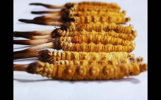 冬蟲(chóng)夏草行家教你3個(gè)細(xì)節(jié)，避免買到假蟲(chóng)草！