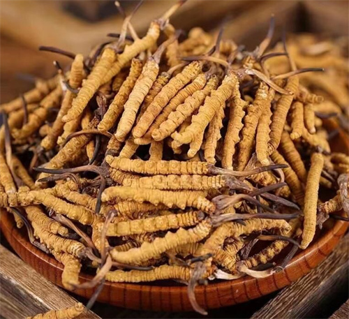 牛奶可以泡冬蟲(chóng)夏草嗎？牛奶泡冬蟲(chóng)夏草的好處