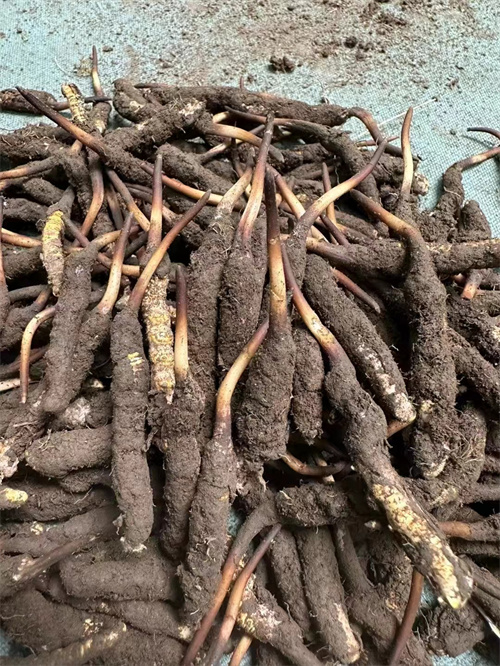 手術(shù)后能否食用冬蟲(chóng)夏草？專家解答與術(shù)后康復(fù)建議