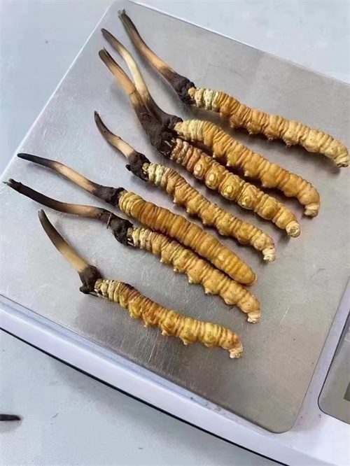 冬蟲夏草煮還是泡好？?jī)煞N食用方法的對(duì)比分析