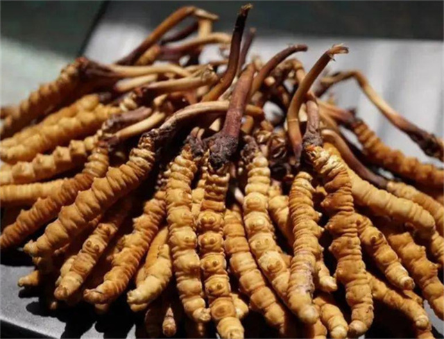 手術(shù)后能否食用冬蟲夏草？冬蟲夏草在手術(shù)后的適用情況