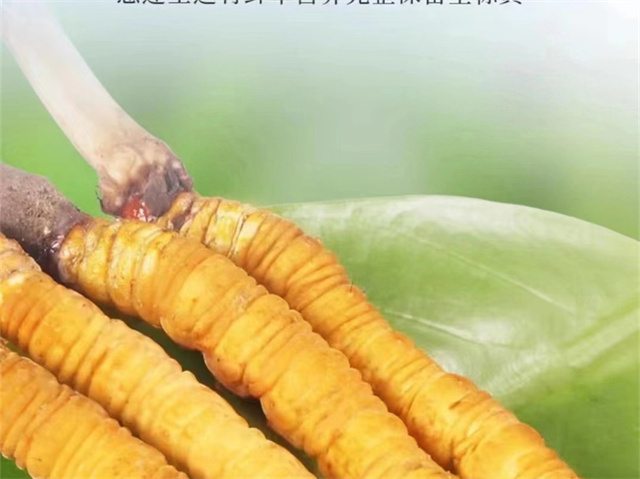 冬蟲(chóng)夏草怎么吃可以防癌？冬蟲(chóng)夏草的3種防癌食用方法
