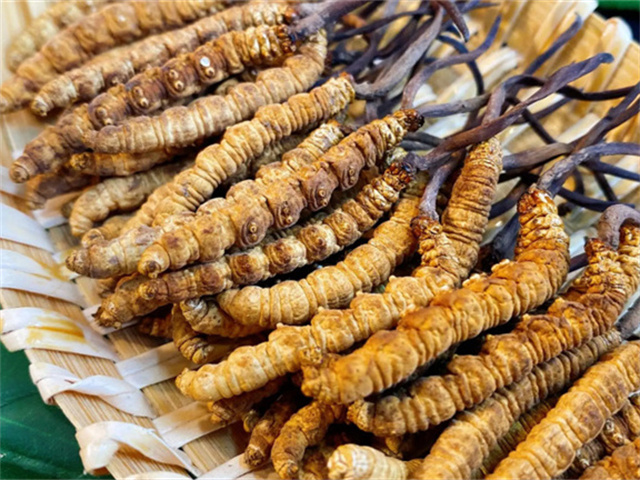 天然冬蟲夏草是怎么形成的？天然冬蟲夏草的形成過程