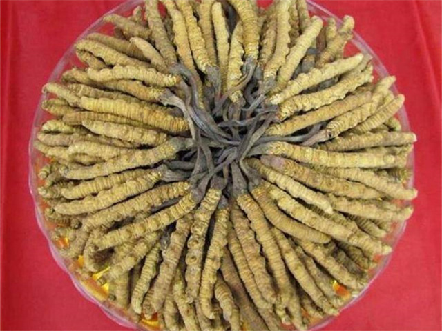 冬蟲夏草價格一克多少錢？影響冬蟲夏草價格的4個因素