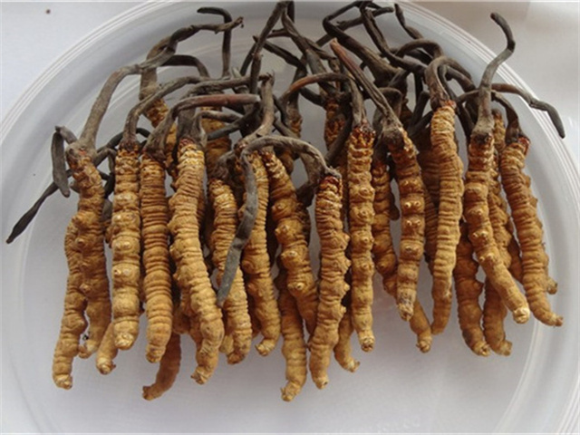 曬干之后的冬蟲(chóng)夏草怎么吃？干冬蟲(chóng)夏草的3種食用方法