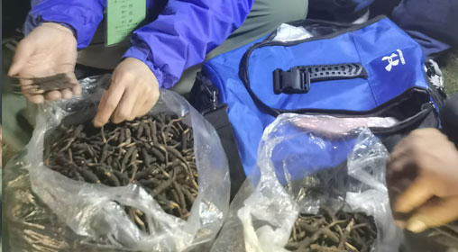 新鮮那曲蟲草多少錢一根？揭秘冬蟲夏草的價格密碼