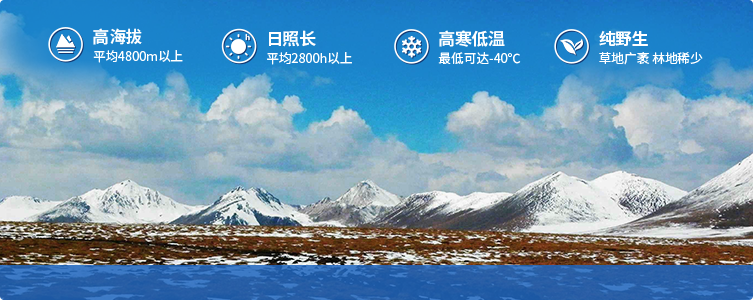 為什么說(shuō)西藏那曲的冬蟲(chóng)夏草，是品質(zhì)最好的蟲(chóng)草！