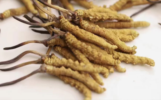 水溫決定營養(yǎng)！冬蟲夏草鮮草泡水溫度全解析?