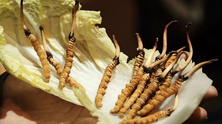 冬蟲夏草：干草與鮮草的終極對比，哪種更適合你？